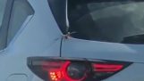 Aranha foge em um carro