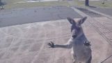 Kangaroo aanvallen parachutist