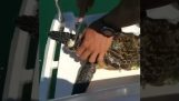 Limpieza de las tortugas marinas