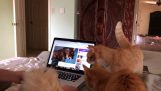 Kedi videoyu görünümlü Kediler