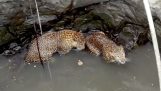 Rescate de dos leopardos que cayeron en un pozo