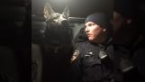 En polishund till hands