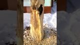 Woodpecker with psychological problems