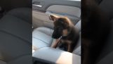 A puppy sings “Who Let The Dogs Out”