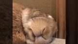 Ein Kaninchen wacht mit dem Duft einer Karotte