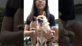 kızgın Chihuahua