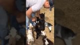 Wszystkie kozy chcą się przytulić