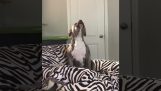 En hund synger sin yndlingssang