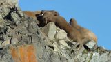Моржове падат от скалата