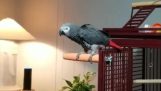 Parrot prosi Alexa przestać śpiew