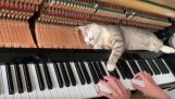 En katt sover på et piano mekanisme