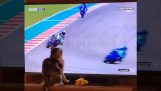 Котето причинява падането на мотоциклетист