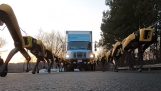 10 SpotMini robot tirando de un camión