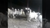 כיצד ליצור קשר עם כבשים