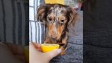Куче опитва лимон