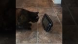 The cat that hates its reflection