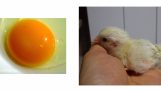 Observation of the development of a chicken embryo