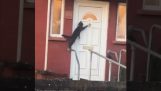 Mačka klope na dvere k vstupu do domu