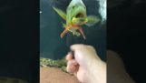 Риба срещу въртящия обект