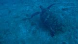 Morská korytnačka žiada o pomoc