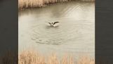 Goose atacar peixes aves nas águas do