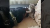Wild cat attacks dog