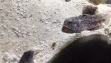 To fisk i en veldig morsom slagsmål