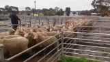 Owczarek pro prowadzi owce na ciężarówkę