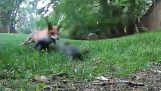 Срещу лисица катерица