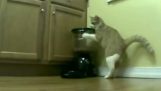חתול מנסה לשדוד את מכונת האכלה אוטומטי