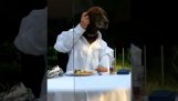 Kutya eszik egy étteremben