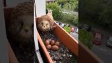 Хоук прави гнездото си в клетка прозорец