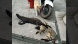 Mačka chytený pri čine s mačacie milovník