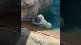 Polar bear in zoo hunts and catches a duck