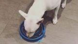 The gluttonous dog ​​and the bowl against gluttony