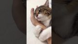 Мачка обухвата руку власника