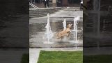 A dog playing in the fountain