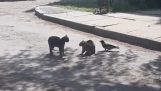 एक काला कौआ trolarei दो बिल्लियों लड़