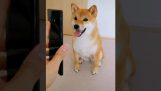 Dog imitates his photos