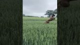 Собака играет в пшеничном поле