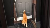 Un gato llama a la puerta