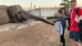 Do not get too close to an elephant