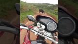 Motorcyclist व्हीली कर रहे हैं और गाय से टकरा