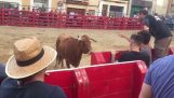 Man provokes a bull behind a barrier
