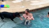 Der Hund Rettungsschwimmer