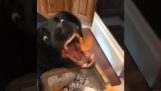 एक कुत्ता एक गाजर का छील खाती है