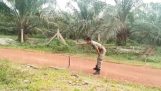 Soldier temmer en kobra