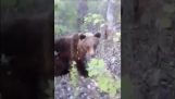 למה לא להפריע דוב