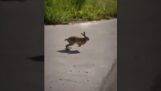 Hare meets Google Maps' car