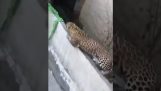 Leopard spreads panic in Indian city